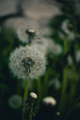 dandelion seed head