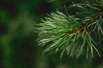 green pine needles