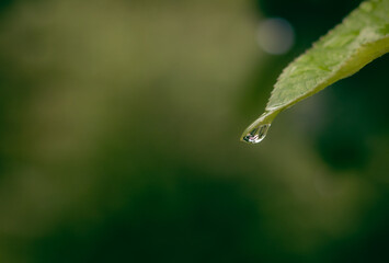 water drops on green leaf