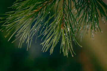 close up of pine needles