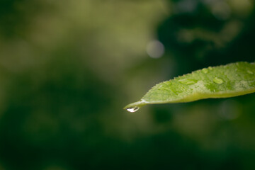 dew on leaf