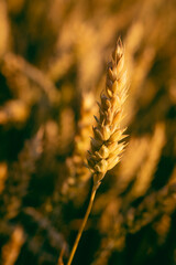 wheat and grass background