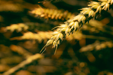 wheat and grass background