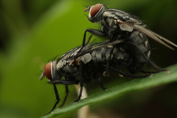 A close-up macro photograph of two flesh flies, likely from the genus Sarcophaga or Wohlfahrtia, specifically Sarcophaga carnaria (common flesh fly), mating. Flesh flies are medium to large-sized flie