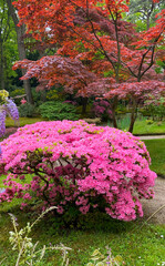 Garden Spring Park Old Vintage Japanese Holland Netherlands The Hague