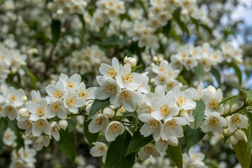Beautiful white jasmine flowers blooming on branches in garden during spring.