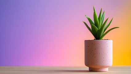 Indoor plant potted plant houseplant succulent plant decor home decor plant photography