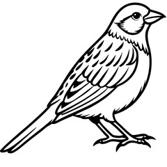 Yellowhammer Bird Sketch Vector Linework
