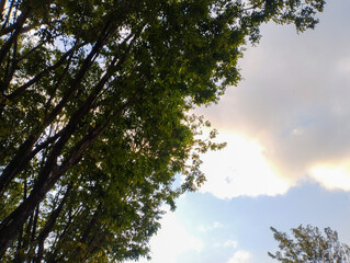 Lush tree canopy silhouetted against a soft golden sky at dusk