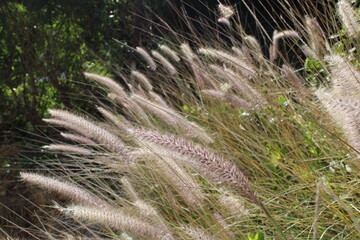 Fountain grass, Crimson fountain grass, African fountain grass, Cenchrus sétacé, Pennisétum sétacé, Herbe fontaine - Cenchrus setaceus - Poaceae, Poacées
