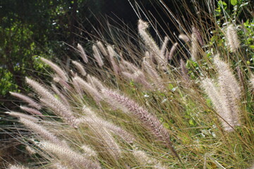 Fountain grass, Crimson fountain grass, African fountain grass, Cenchrus sétacé, Pennisétum sétacé, Herbe fontaine - Cenchrus setaceus - Poaceae, Poacées