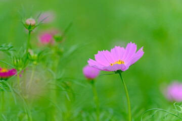 緑の草原に咲くピンクのコスモスの花
