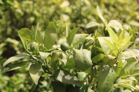 Mandarin, Mandarinier, mandar&iacute;n, mandarino, mandarim - Citrus reticulata - Rutaceae, Rutac&eacute;es