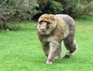 Barbary macaque walks through lush grass at Monkey Forest park in France