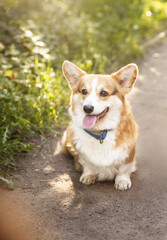 Portrait of a cute red corgi on a summer day in the park

