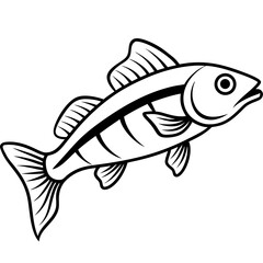 Zander Fish Artwork Linear Style Vector Design