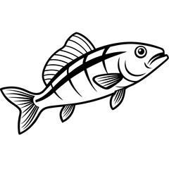 Zander Fish Artwork Linear Style Vector Design