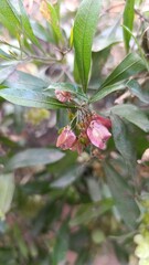 Florida hopbush, Kleverige hopstruik, Dodonée visqueuse, Felsenweide, Hayuelo, Dodonaea viscosa, Sapindaceae