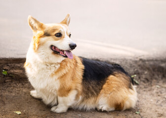 Portrait of a cute red corgi on a summer day in the park
