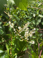 Silver lace vine, Chinese fleecevine, Chinese bruidssluier, Muuritatar, Fallopie de Boukhara, Silberregen, Poligono del Turkestan, Polígono enredadera, Fallopia baldschuanica, Polygonaceae