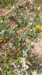 Beach Poppy, Yellow Horned Poppy, Blackspot Hornpoppy, Glaucière jaune, Pavot jaune des sables, Pavot cornu - Glaucium flavum - Papaveraceae, Papavéracées