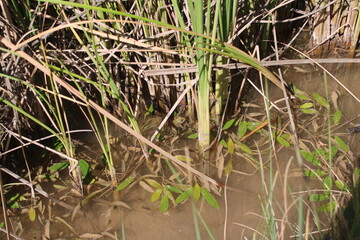 Camouflaged Frog in Wetland Vegetation, Nature Photography
