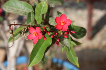 Peregrina, Butterfly tree, Spicy jatropha, Epika, Pignon d'Inde, Korallenstrauch, Amore de Madre,...