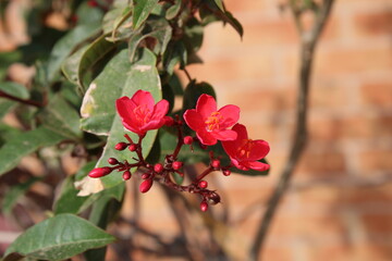 Peregrina, Butterfly tree, Spicy jatropha, Epika, Pignon d'Inde, Korallenstrauch, Amore de Madre,...