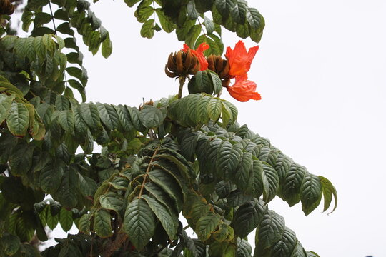 African Tulip Tree, African Flame Tree, Flame of the forest, Fountain tree, Fireball, Tulip&aacute;n africano, Galeana, Tulipier du Gabon - Spathodea campanulata - Bignoniaceae, Bignoniac&eacute;es