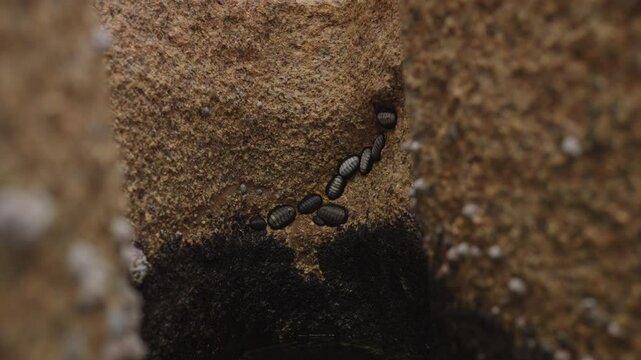 Slow motion Chitons on a rock closeup