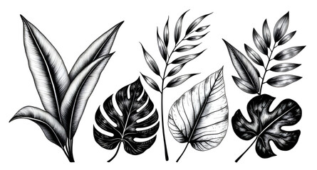 Green leaves on white background, Botanical leaf background, Leafy design, Fresh leaves backdrop, Green foliage on white, Nature leaves background, Minimal leaf design, Organic leaf pattern, Natural l