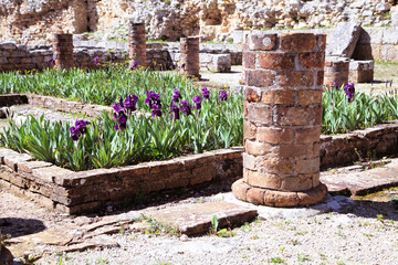 Ruins of Conimbriga with purple irises in bloom during spring season