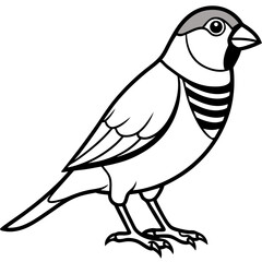 Zebra Finch Contour Vector Illustration