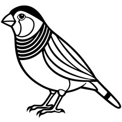 Zebra Finch Contour Vector Illustration