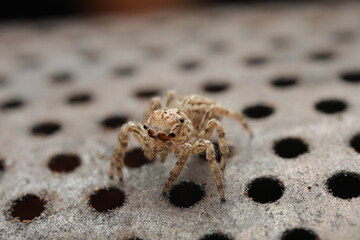 A close-up photograph of a jumping spider, possibly belonging to the genera Sitticus, Evarcha,...