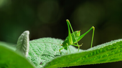Punktierte Zartschrecke (M&auml;nnchen)