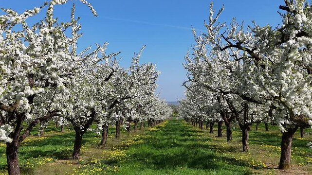  les mirabelliers en fleurs blanches au printemps dans la Meuse, en Lorraine. Au sol il y a des pissenlits avec leurs fleurs jaunes, le ciel est bleu
