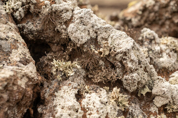 Líquenes sobre roca volcánica en el malpaís de Villaverde, Fuerteventura