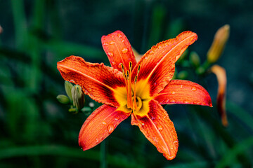 Close-up of an orange lily with foreground focus and texture detail Lilium bulbiferum or lanceolate...