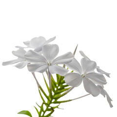 Delicate white plumbago flowers are beautifully isolated against a stark black background, perfect for floral designs and elegant botanical themes.