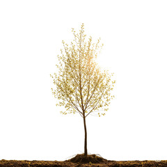 A solitary tree with golden leaves stands against a black background, showcasing its fine branches and detailed foliage, suitable for design elements.