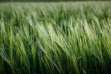 Obraz premium Lush Green Barley Field Swaying in the Breeze