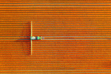 Tulips field as a background. Field with rows and agricultural machinery. Aerial view. Nature....