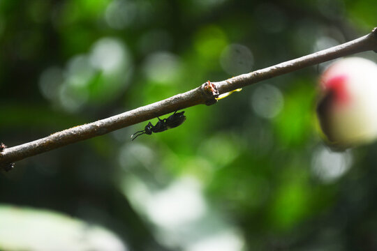 Black Soldier Fly Perched on a Twig