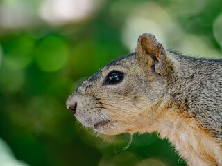 Close-up of a curious squirrel's face