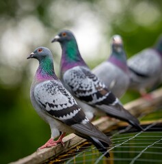 Columba livias perched on a fence.