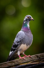 Vibrant Columba livia on a wooden perch