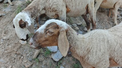 Close-up of Two Brown and White Sheep Grazing on Rocky Ground, Peaceful Rural Scene