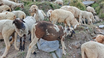 Flock of Sheep Grazing on Rocky Mountainside: Rustic, Pastoral Scene
