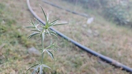 Close-up of Thorny Green Plant, Serene Pastoral Setting, Soft Focus Background.